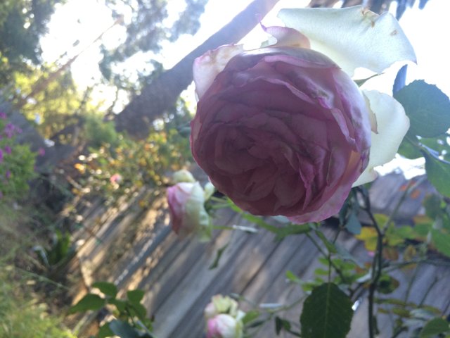 Pink Rose Garden Beauty