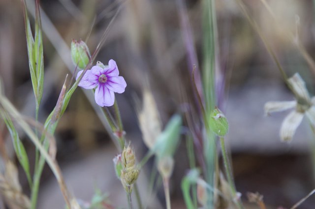Delicate Wild Bloom Among Dry Grasses