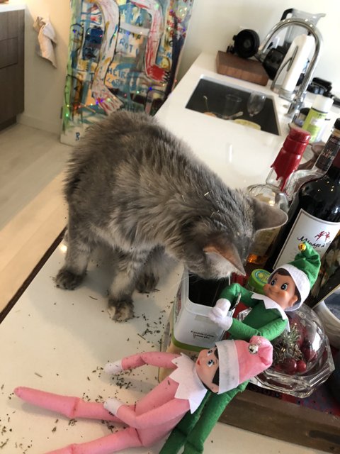Cat Meets Elf on the Shelf