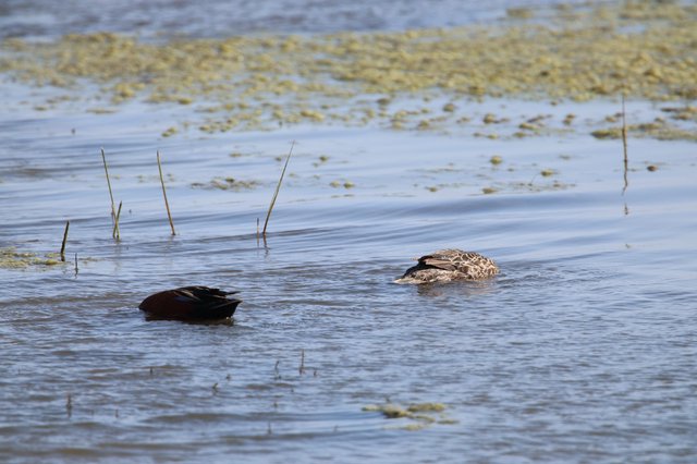 Cinnamon Teal Pair Swimming in Wetland Waters