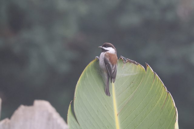 Brown Shrike Perched on Banana Leaf at Dusk