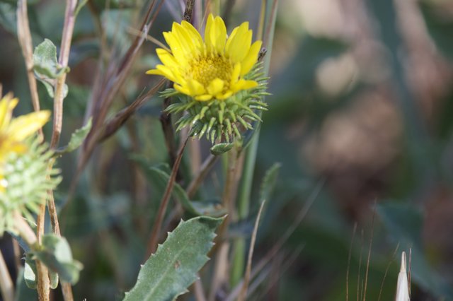 Spiny Gumweed Blooms on Mount Diablo's Slopes