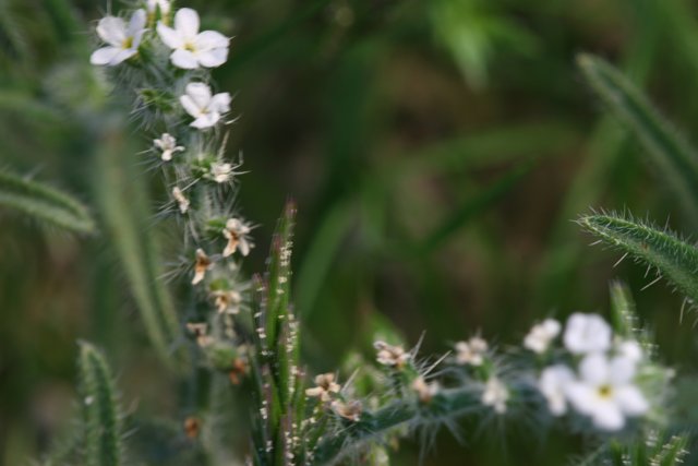 White Flowers in the Grass