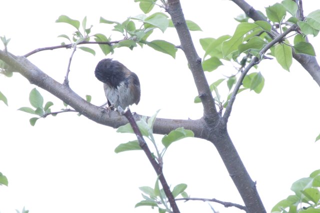 Perched in Contemplation