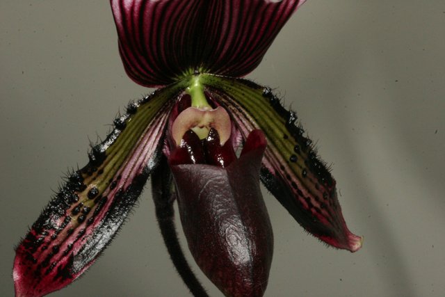 Striking Red and Black Orchid