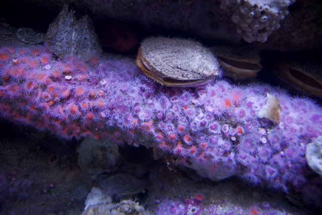 Underwater Symphony: Monterey Bay's Purple Sea Urchins