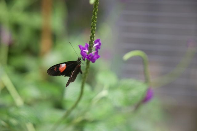 Serenity in Color: Black and Red Butterfly on Purple Blossom