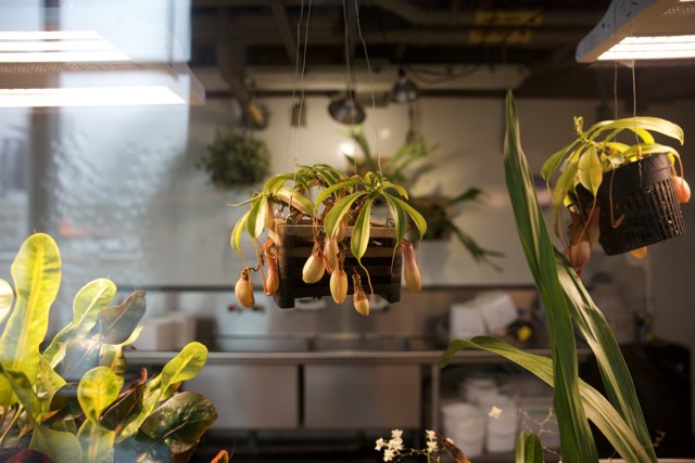 Aerial Gardening: Embracing the Offbeat Nature Decor