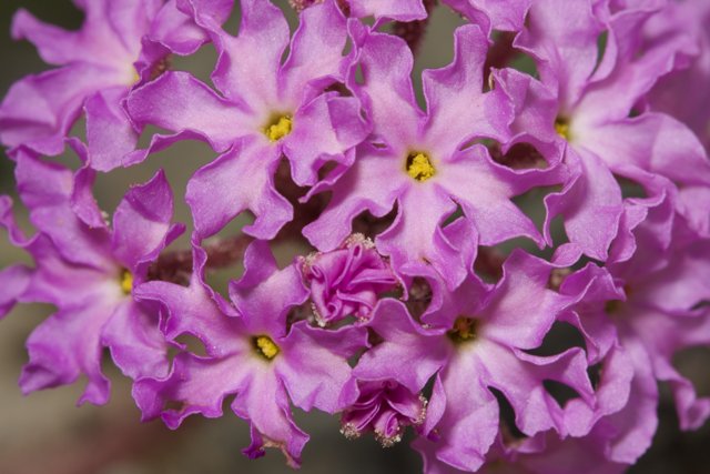 Purple Geranium Flowers with Yellow Centers