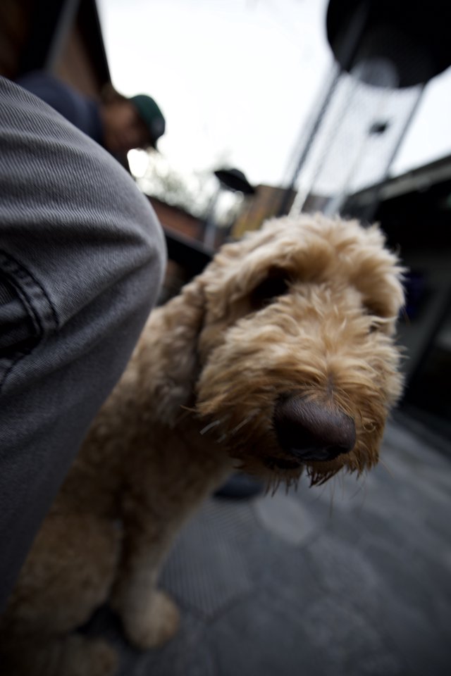 Curious Dog Portrait on City Street