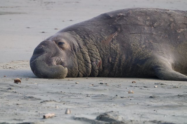 Elephant Seal Resting on Drakes Beach Shore