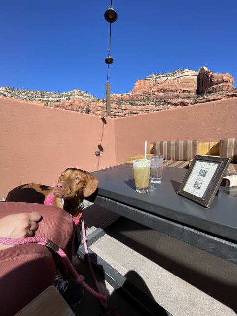 Canine Retreat with a View