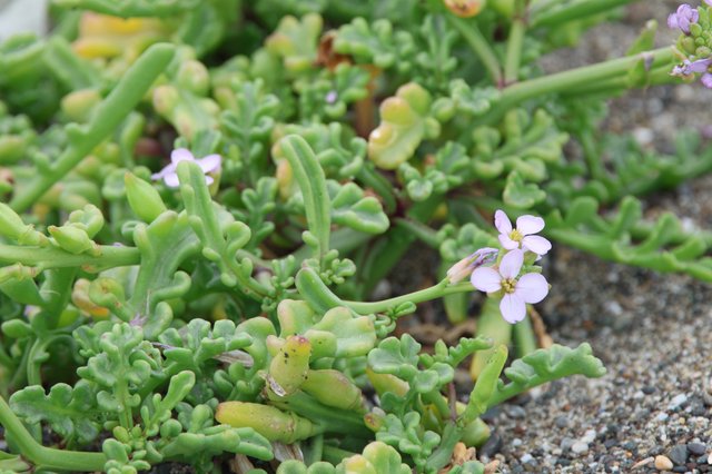 Delicate Sea Rocket Blooms on Sandy Coastal Shore