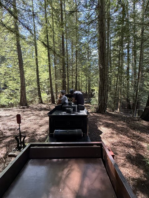 Journey through the Redwoods