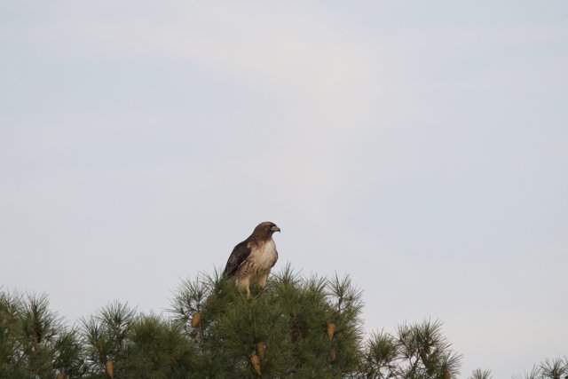 Majestic Hawk in El Sereno