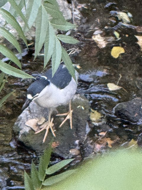 Creekside Encounter