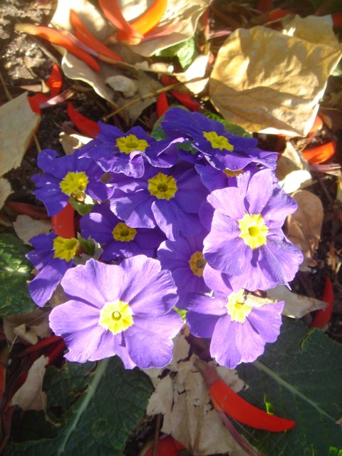 Purple Petals in Bloom