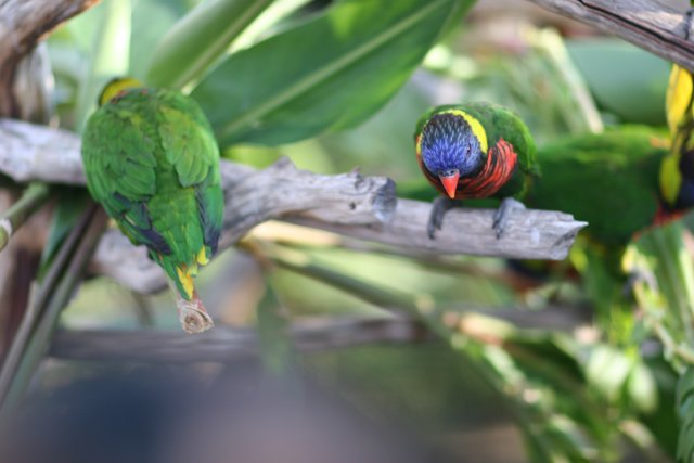 Colorful Parakeet and Parrot Perched on a Branch
