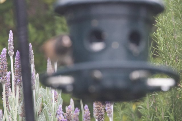 Lavender Blooms Frame Backyard Bird Feeder