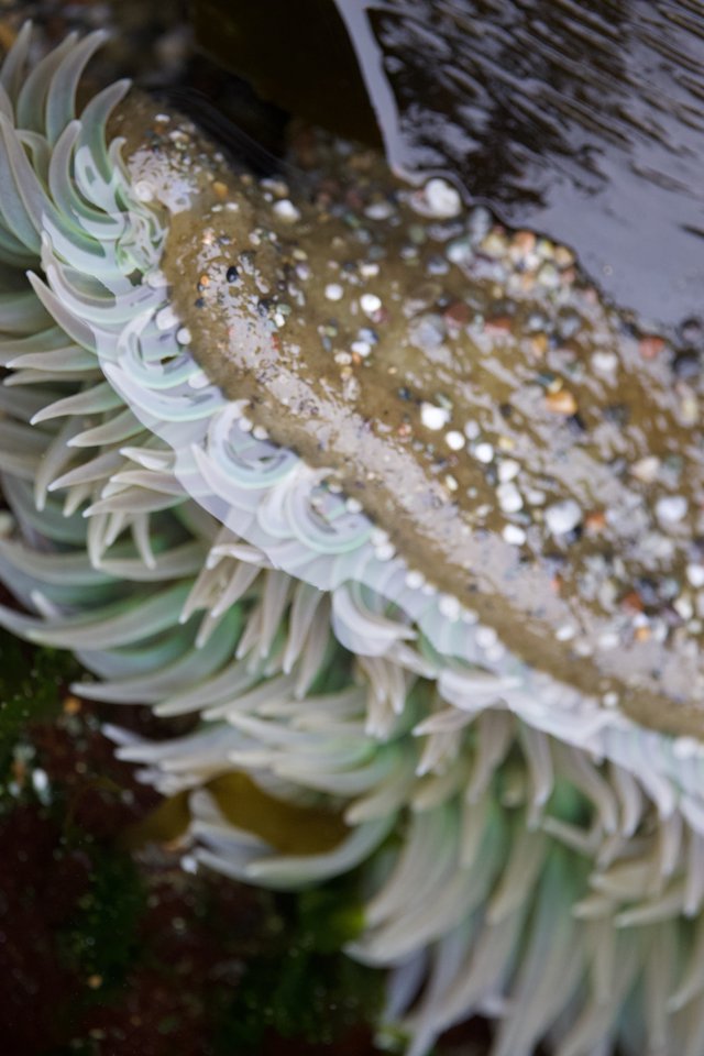 Giant Green Anemone Exposed at Low Tide