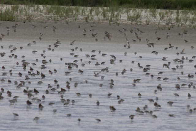 A Symphony of Wings Over San Pablo Bay