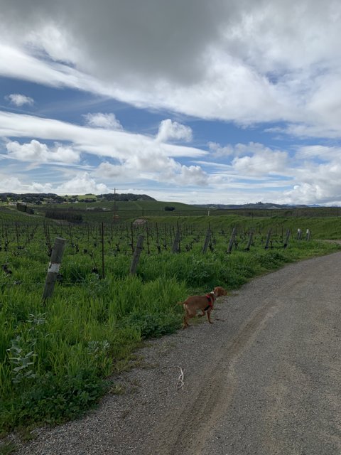 Rural dog on a dirt road
