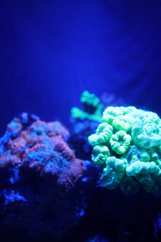 Vibrant Coral Reef Under Blue Aquarium Lighting