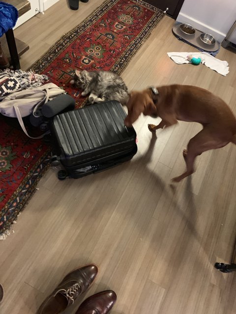 Playtime with the Suitcase