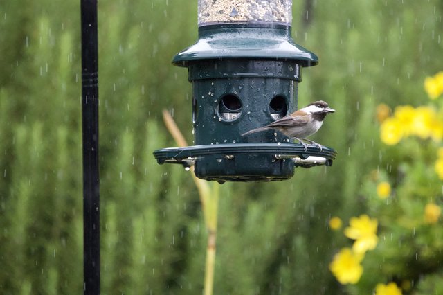 Small Bird Feeding in the Rain at Garden Feeder