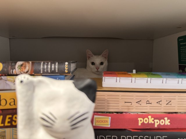 Curiosity in the Stacks: A Cat's Hideaway