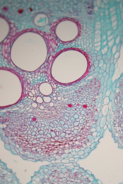 A Microscopic Exploration of a Plant Cell
