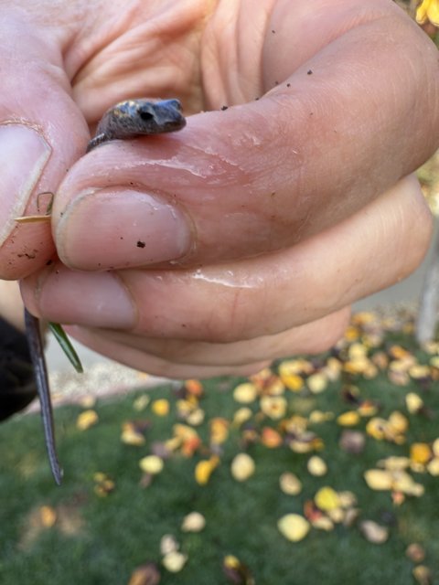 Tiny Encounter in the Great Outdoors