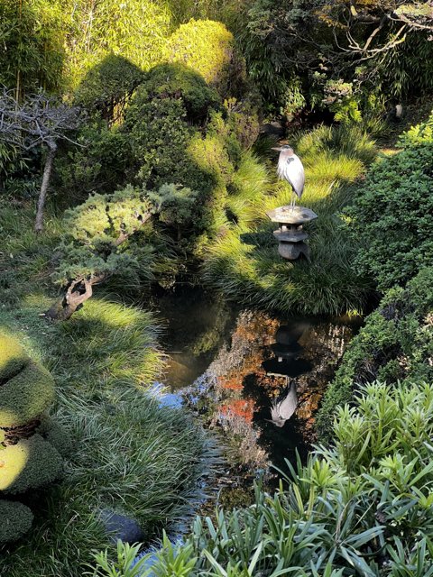 Serene Bird in the Japanese Tea Garden