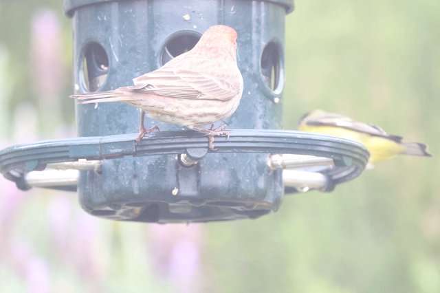 Leucistic House Finch Perched at Backyard Bird Feeder