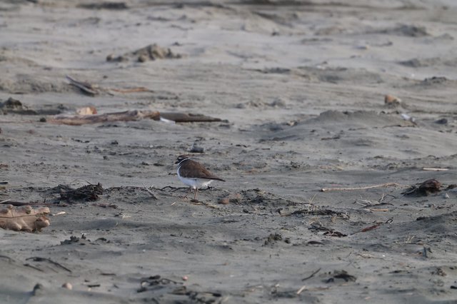 Killdeer Foraging on Sandy Beach at Drakes Beach