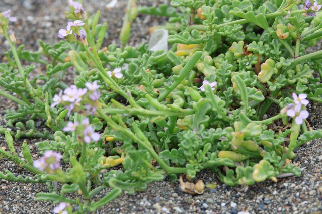 Sea Rocket Blooming in Coastal Sandy Habitat