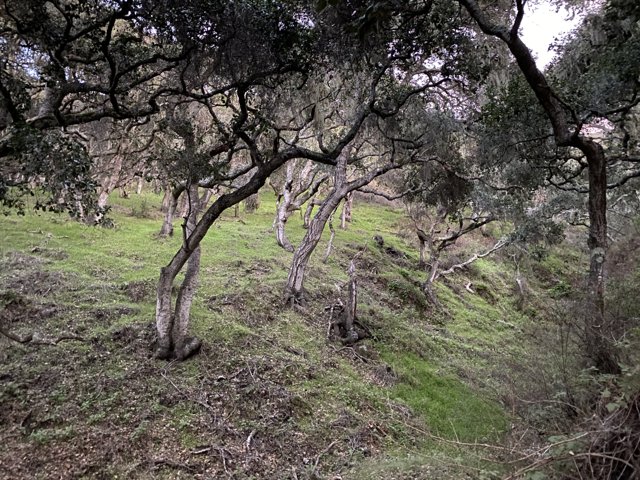 Grove of trees in Carmel Valley