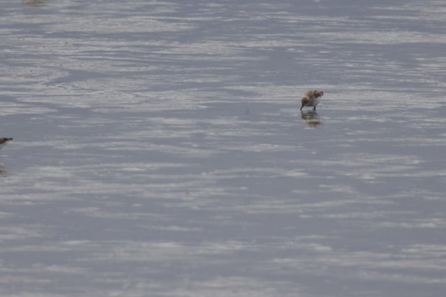 Serenity in Flight