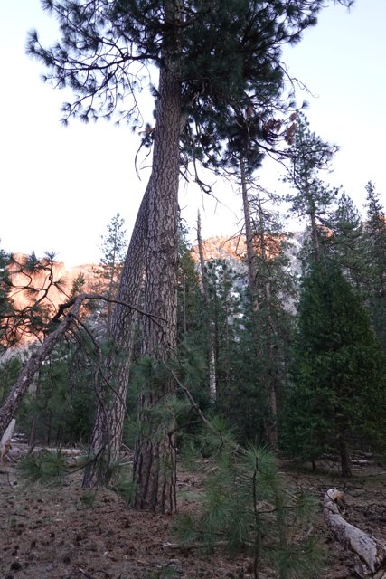 Majestic Sequoia against Yosemite Mountain