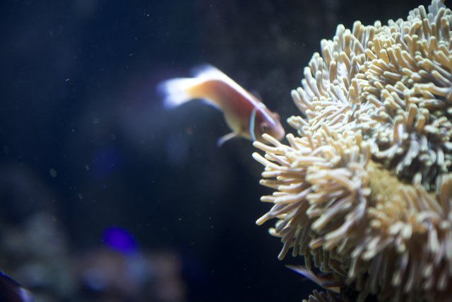 Colorful Clownfish and Sea Anemone in Aquarium