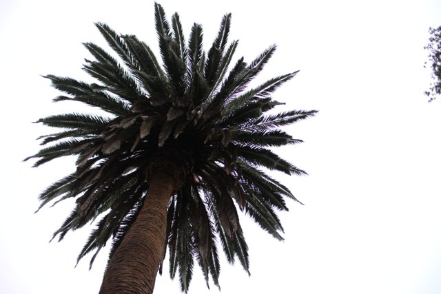 Majestic Palm Tree in Silhouette