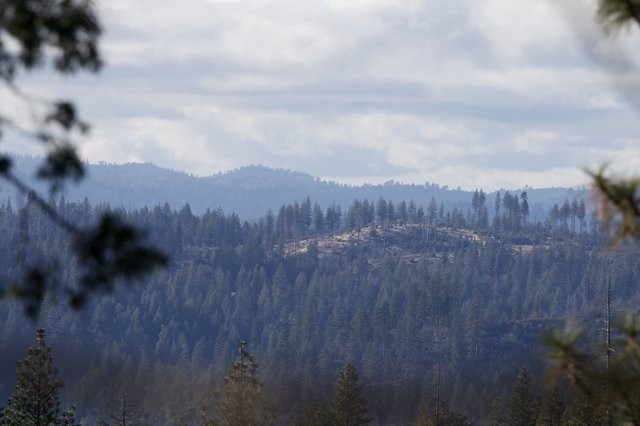 Misty Forest Hills After Wildfire in California