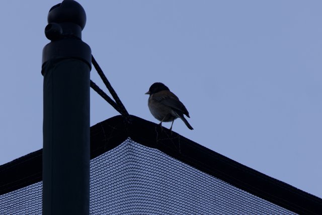 Perched Silhouette