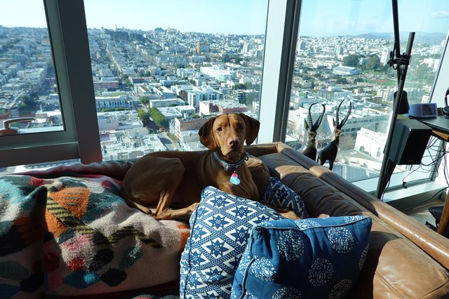 Dog Relaxing in High-Rise City Apartment