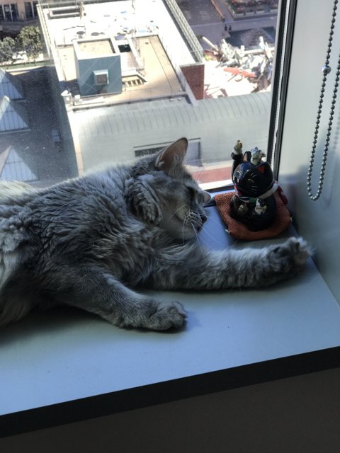 Content Cat on a Sunny Windowsill