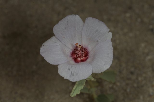 A Geranium Flower in Bloom