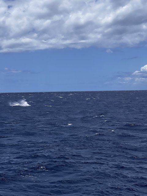 Majestic Whale in the Hawaiian Seas