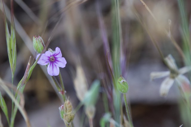 Delicate Purple Wildflower Blooms Among Dry Grasses