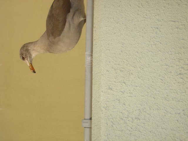Seagull on a Pole