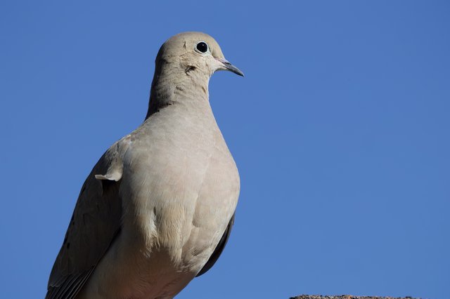 Eurasian Collared-Dove Portrait Against Clear Blue Sky